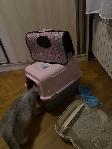 Pişiklər: Şotland yastı qulaq, Dişi, Yaxşı əllərə, Ödənişli çatdırılma — 10