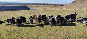 Индюки: Продаю | Индюк (самец) | Черный принц | Для разведения | Племенные — 6