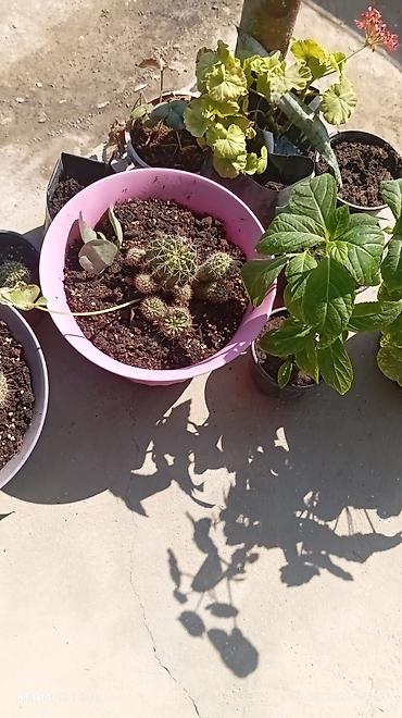 qül: Kaktus kompozisiyası – saksıda - Çoxsaylı balaca kaktusların bir — 2