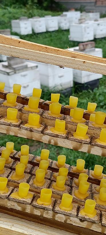 Мёд: МУЖСКАЯ СИЛА ЭТО. Пчелиное маточное молочко в натуральных условиях,в — 3