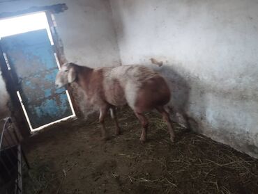 Бараны, овцы: Продаю | Овца (самка), Ягненок, Баран (самец) | Гиссарская, Арашан | На забой, Для разведения, Для шерсти — 5