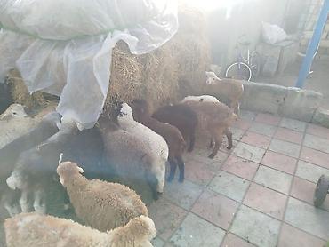 Quzu: Qoyun quzuları satılır – 22 quzudu kom 175 lə tek tek seçib götürən -da lalafo.az — 4 Quzu: Qoyun quzuları satılır – 22 quzudu kom 175 lə tek tek seçib götürən — 4