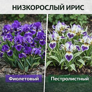 Другие садовые цветы и кустарники: Https://t.me/blooming_garden_kg Редкие и эффектные декоративные — 15