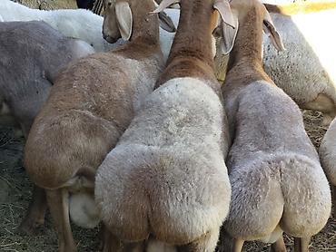 Продам с/х животных: Продаю | Баран (самец) | Гиссарская, Арашан | На забой — 2