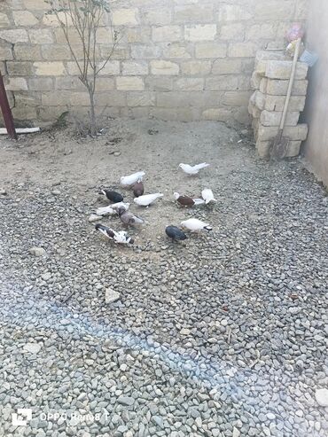 Göyərçinlər: Quslarin heresin öz qiymeti var uçan quslardi optum isdiyen olsa 1i — 14