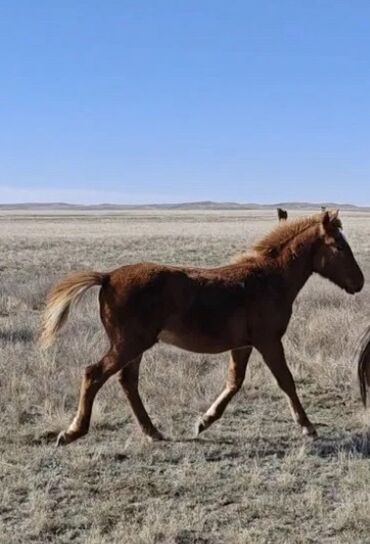 купить рабочую охотничью собаку: Продаю | Жеребенок | Рабочий | Мерин