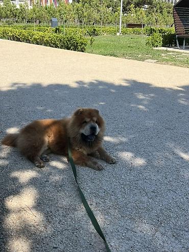 haski itleri: Çau-Çau, 1 il, Erkək, Cütləşmə üçün, Ünvandan götürmə — 2