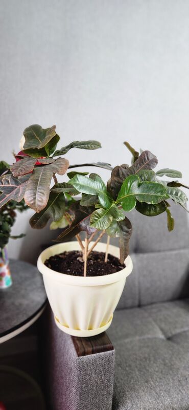 фикус цветок: Кротон (Codiaeum), декоративно-лиственное комнатное растение. - Куст