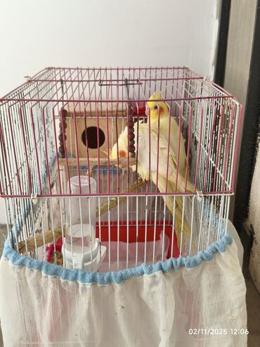 приют для кошек в баку: Naxçıvan papağanı (cockatiel) cütü və qəfəs dəsti Məzmun: - 2 ədəd