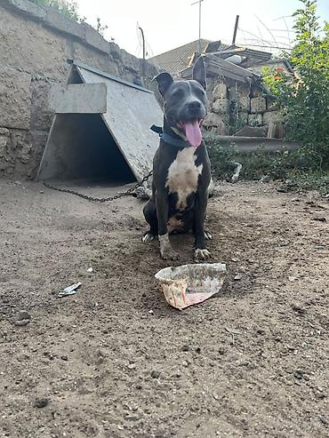 İtlər: Pitbul -da lalafo.az — 1 İtlər: Pitbul — 1