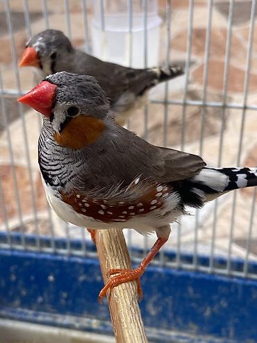 quş: Hazır cüt Zebra Amadin 50m cüt quşa. Yuvalı qəfəs +20m Çox şirin — 1
