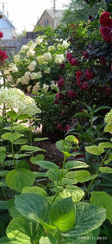 Гортензия: Саженцы Самовывоз — 9