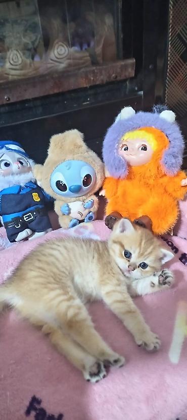 Pişiklər: Britan, Yaxşı əllərə — 19