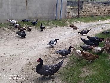 lavanda ördək: LAL ördək balaları ücün sifariş qəbulu, ayda 1-2 dəfə 20 - 30 — 4