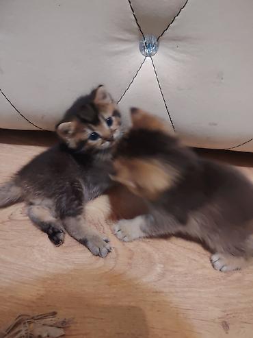 pekines balası: Qızıl şinşilla, Erkək, Dişi, Yaxşı əllərə, Ünvandan götürmə — 5