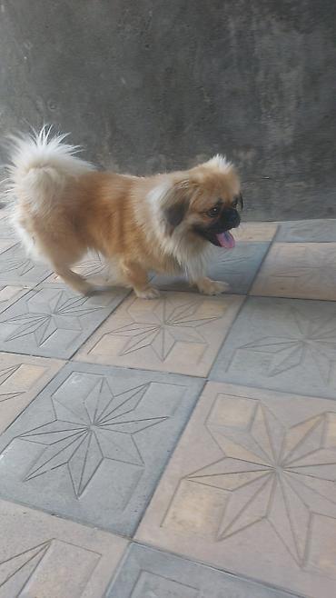 qız it: Pekines, 1 il, Erkək — 2