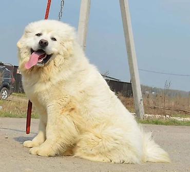 pitbul satilir: Qafqaz çoban iti, 2 ay, Erkək, Sənədli, Pulsuz çatdırılma — 5