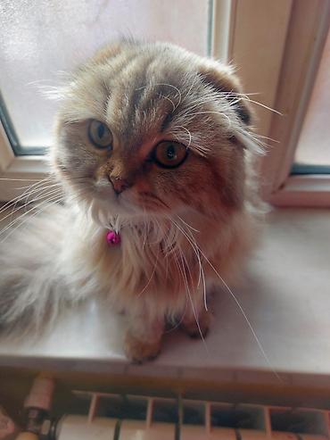 Pişiklər: Balaca pişik balaları - Cins: boz və tünd zolaqlı (tabby naxışlı) — 7