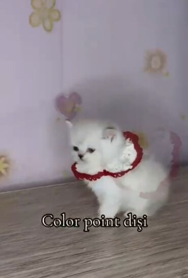 где можно купить котенка: Шиншилла, Самец, Самка