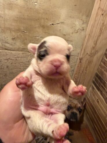 İtlər: Amerikan buldoqu, 1 ay, Peyvəndli, Ödənişli çatdırılma — 13