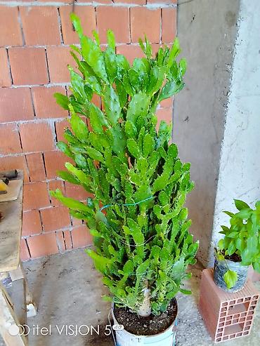 otaq bitkiləri: Bitki: Epiphyllum/Orxideya kaktusu (meşə kaktusu). Boyusu 50 AZN — 3