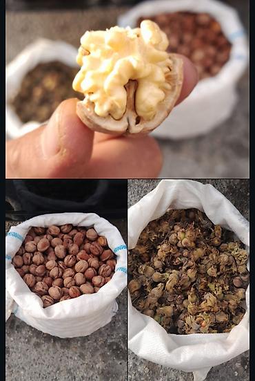 Qebele mehsulu super qoz ve fındıq.Her ikisinin kilosu 5 azn