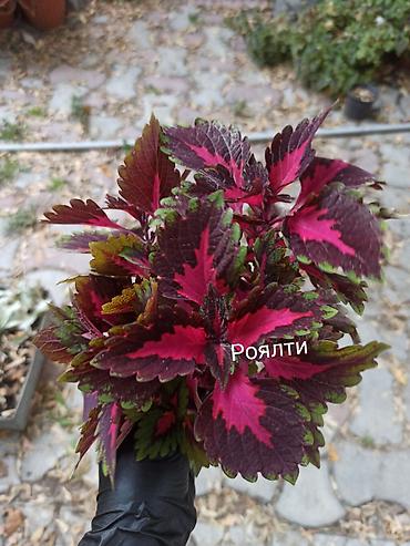 суу химия: Коллекция декоративных колеусов (Coleus) — яркие сортовые растения для — 3