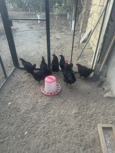 Ördəklər: Toyuq, Australorp, Damazlıq