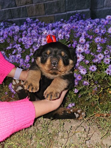 щенки шпицы: Ротвейлер, 1 месяц, Самка, С родословной