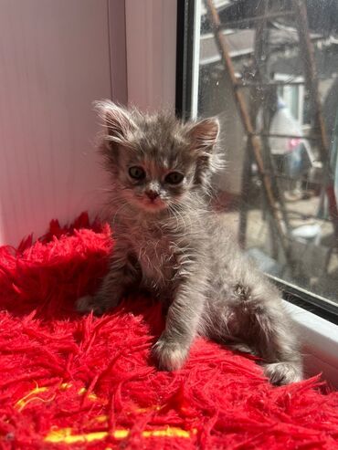 сибирские котята: Отдам в хорошие руки котенка (девочка ) ПОРОДА - сибирская голубая С