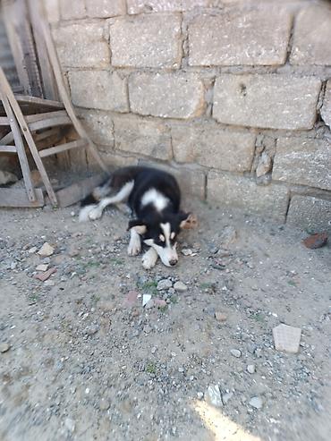 xaski alıram: Xaski, 3 ay, Dişi, Ödənişli çatdırılma — 1