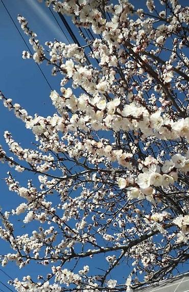 Здоровое питание: Компот из абрикосов — приятный освежающий и полезный напиток — 7