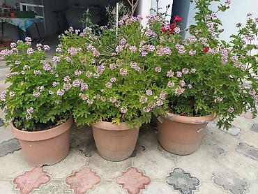 ətirşah bitkisi: Saksıda ətirşah (pelargonium) – açıq bənövşəyi-çəhrayı çiçəklərlə bol — 6