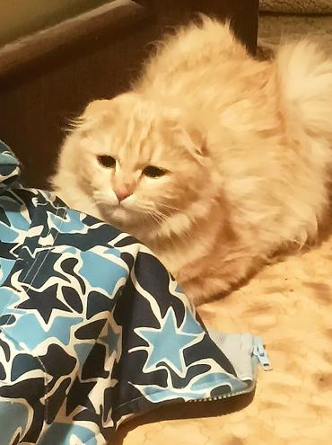Продажа кошек: Скотиш Страйт (Шотландская прямоухая), 2 месяца, Мальчик, Рыжий, Приучена к лотку — 3