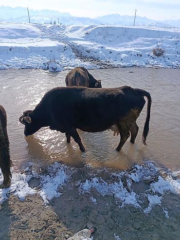 Коровы, быки: Продаю | Корова (самка) | Для молока — 11