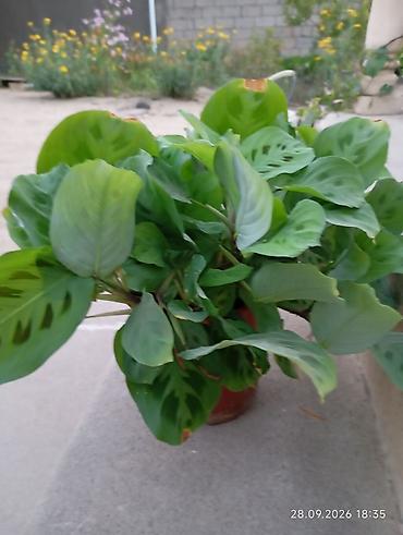 qül: Otaq bitkiləri – Sansevieria (Qayınana dili) və Hoya (mum çiçəyi) - — 6