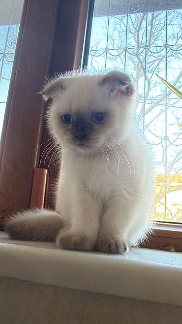 Pişiklər: Şotland — 5