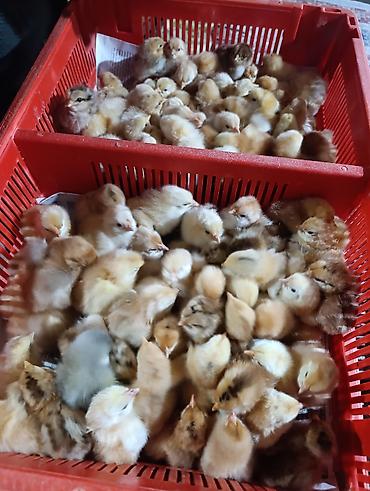 Cücələr: Salam herkese bayraminiz mubarek _xarkov qənbəri_ lider55_ sereblis _ — 18