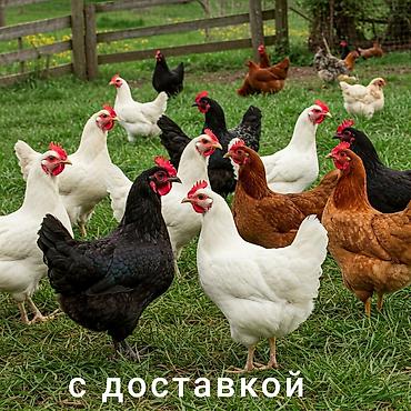 Айыл-чарба жаныбарлары: Сатам | Тооктор, Короздор, Балапандар | Жарым брама, Үй, Кучинская | Союуга, Көбөйтүү үчүн, Жумуртка туудуруу үчүн — 1
