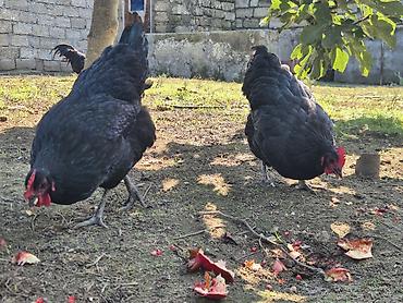 sari qus: Toyuq, Australorp, Damazlıq — 6
