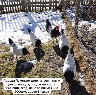 Птицы: Инкубационные яйца породы Лакенфельдер, адрес Бишкек