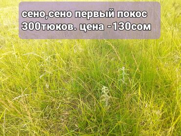 �������� ���������� ������������ в Кыргызстан | КОРМА ДЛЯ С/Х ЖИВОТНЫХ: Табигый чоп камыш аралашкан,сено с камышом. Тюк 130сом300тюков