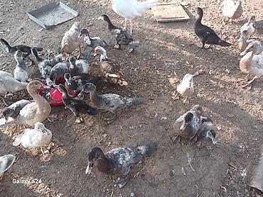 balaca ag itler: Ordeklar satilir krasnadar sortu qizili rengi və sare renglerde — 3
