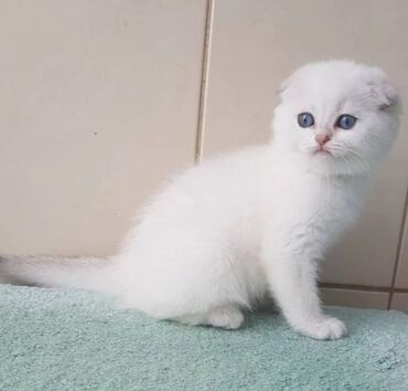 pişik cütleşdirme: Шиншилла, Самец, Самка
