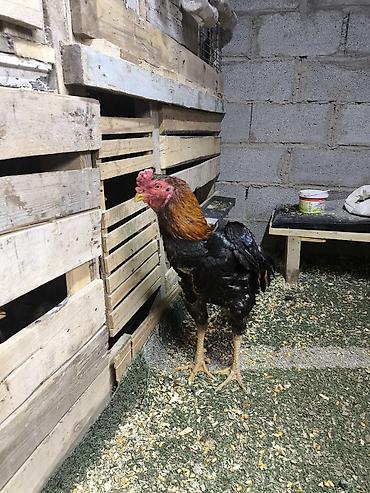 Куры, петухи: Продаю | Петух | Дакан | Для разведения, Для боев — 3