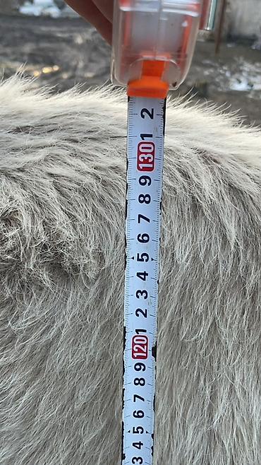 Коровы, быки: Продаю | Корова (самка) | Швицкая | Для молока — 19