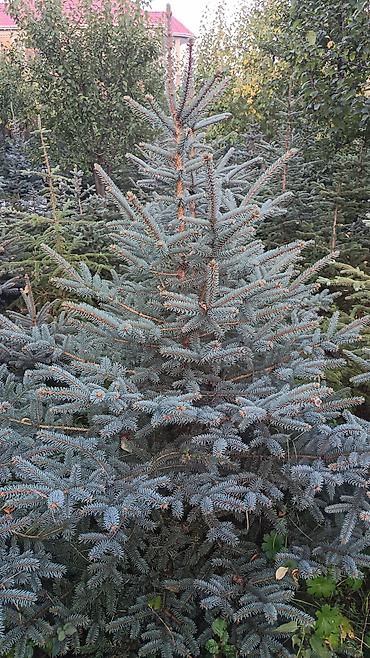 payıza aid əl işləri: Original Kremlovski yolkalar satılır 🌲 Ruslan_Dekorativ_Bitkilər🌲 — 2