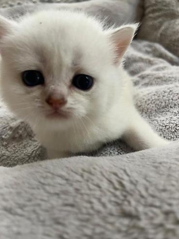 Pişiklər: Şinşilla, Erkək, Dişi — 11