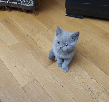 Pişiklər: Şotland, Erkək, Ünvandan götürmə — 8