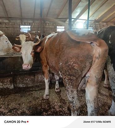 heyvan satisi: Simmental duye satilir. 3 aydı dogub. Boyuk Heyvan deyil . Hal hazirda — 5